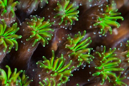 On Earth, creatures from sharks to snails to these coral polyps light up the darkness. Are glowing aliens really that far-fetched?