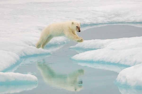 Polar bear cub leaping pool with reflection thumbnail