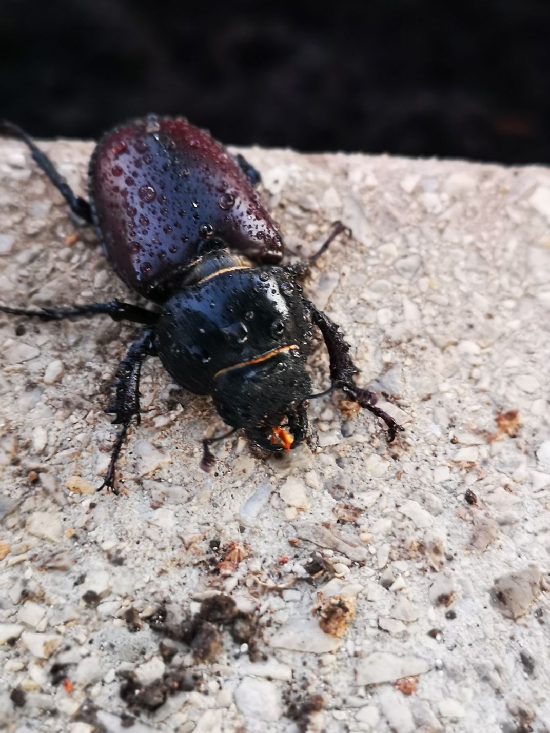 Lucanus cervus Smithsonian Photo Contest Smithsonian Magazine