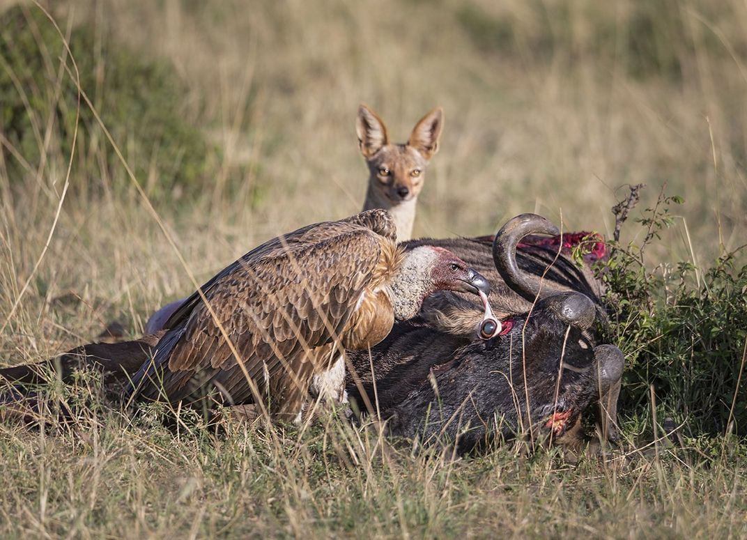 An image of an African vulture gorging out the eye of a wildebeest