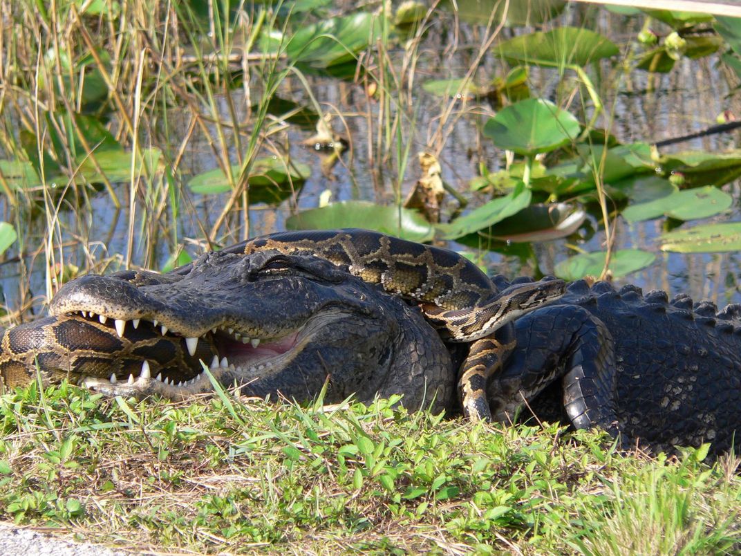 Alligator vs. Python