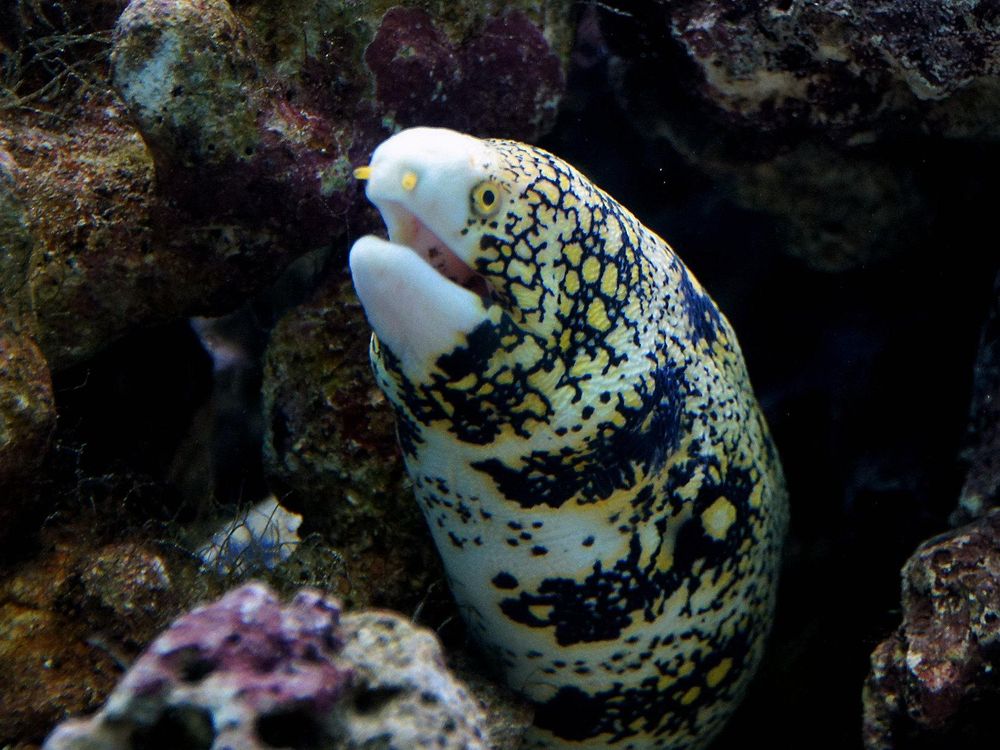 snowflake moray eel