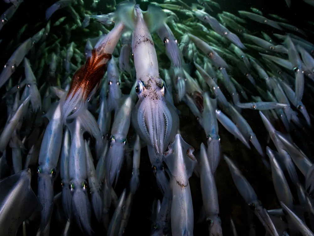 Squid Run