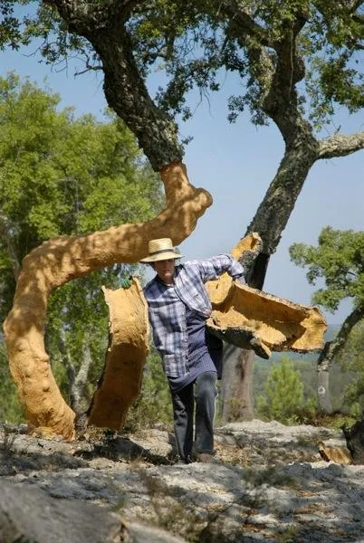 Cork Trees: Soft-Skinned Monarchs of the Mediterranean