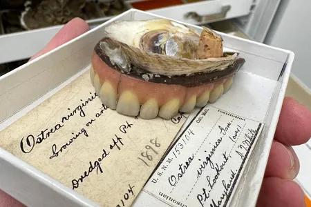 NMNH-MOL_153104_specimen_1.jpg