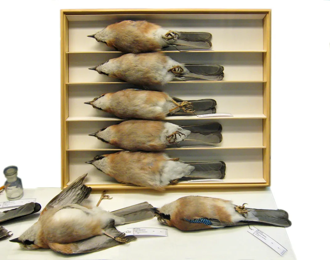 Study skins of Garrulus glandarius at the Museum für Naturkunde in Berlin