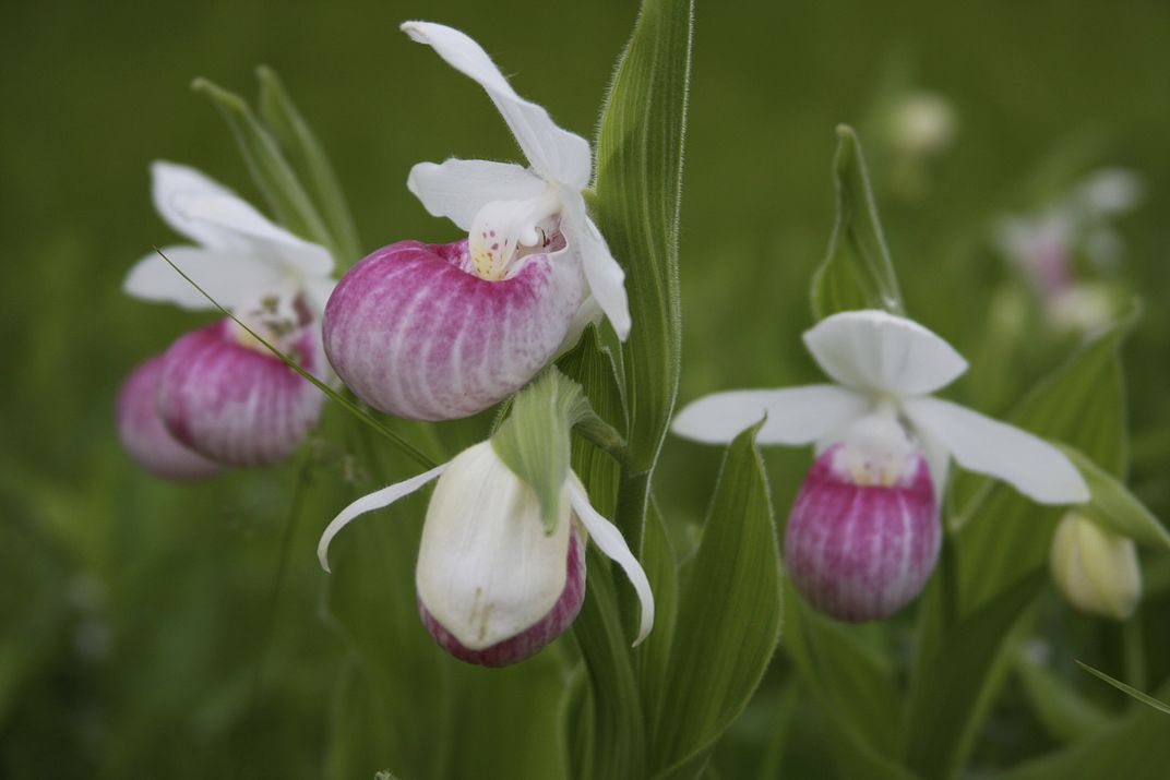 The pink and white lady's slipper is the Minnesota state flower. They