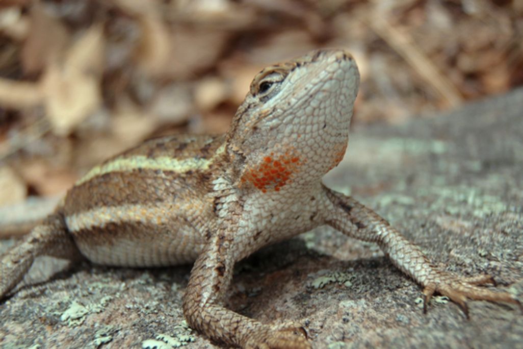 201105201024313381_Lizard3-StaceyWeiss-CC2-Jan-11.jpg