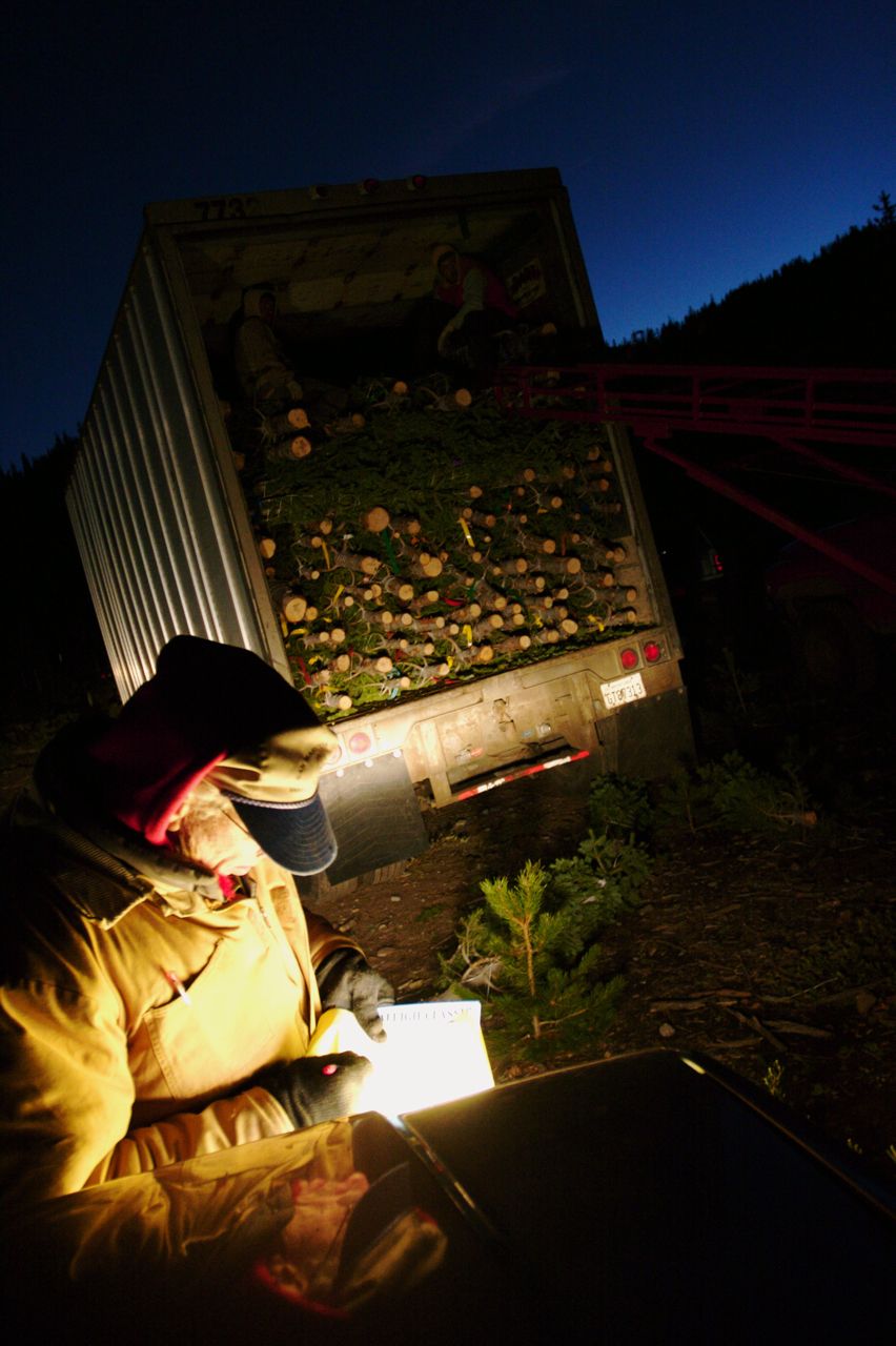 Christmas tree harvest on mount shasta. Smithsonian Photo Contest