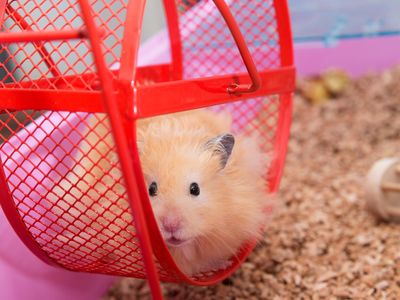 Researchers discovered the effect in hamsters while trying to find a cure for jet lag in people.