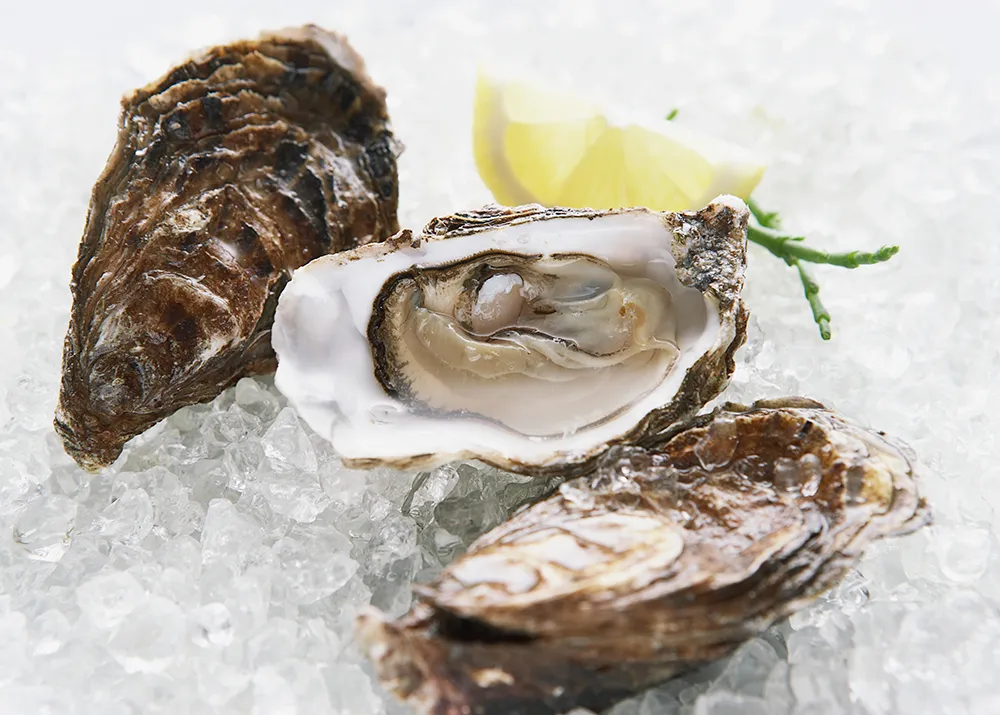 Oysters