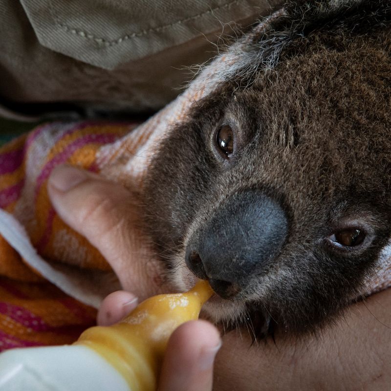 Reporter tricked into believing she's holding a venomous koala bear