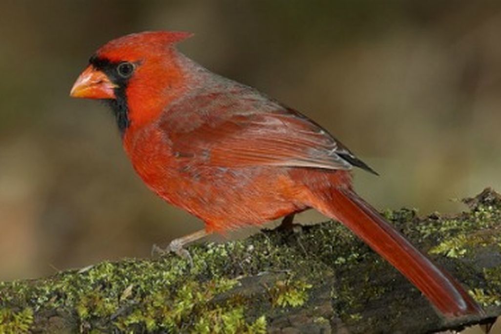 A northern cardinal