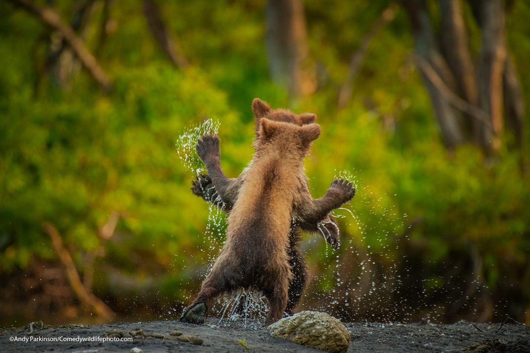 Two bear cubs play near a stream with their paws up