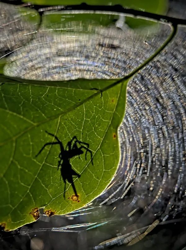 Night life thumbnail