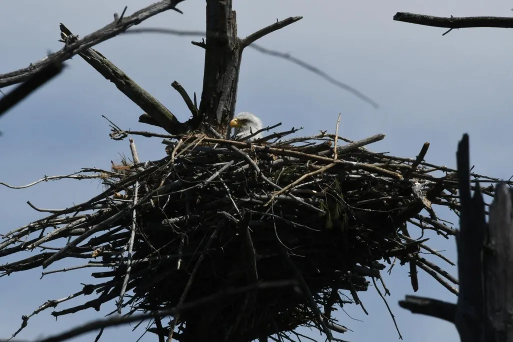 baby eagle.jpg