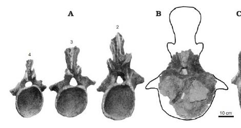 Tail vertebrae