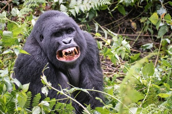 Silverback's yawn thumbnail