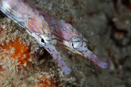 This pipefish couple may seem the picture of romance, but the male may have something bigger and better in mind.