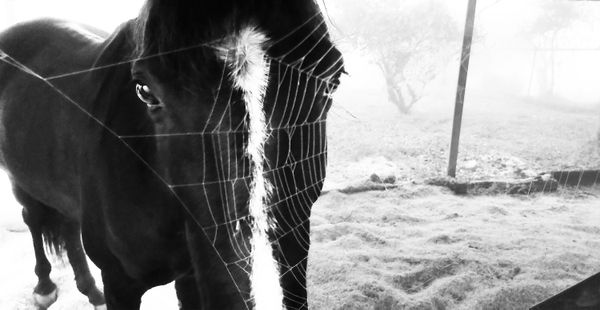 The Horse and the Web thumbnail