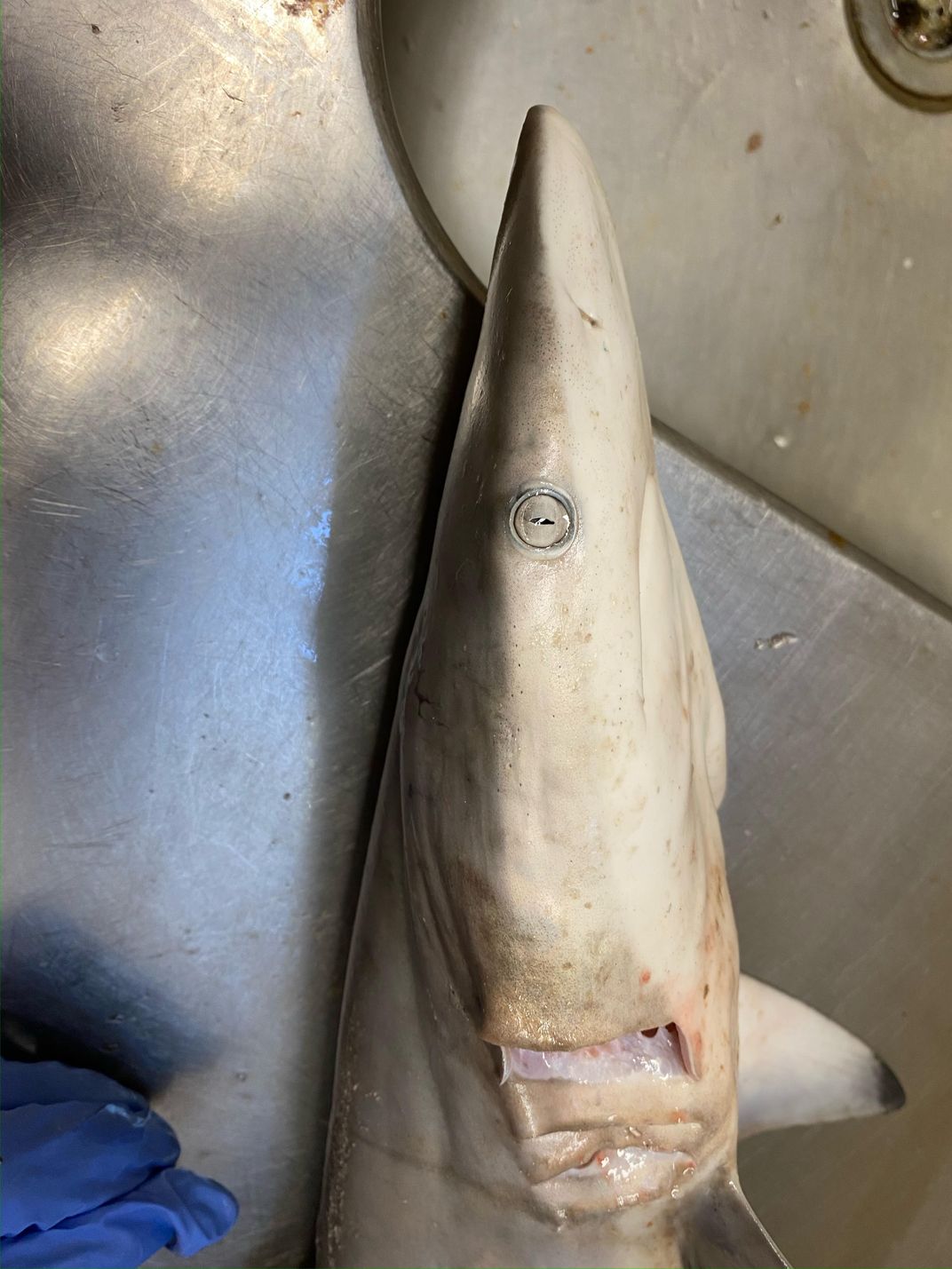 Close-up shot of a shark's nose and head