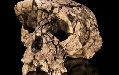 The skull of Sahelanthropus. What does its body look like?