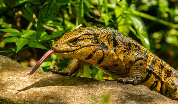 Tegu with its tongue out. thumbnail