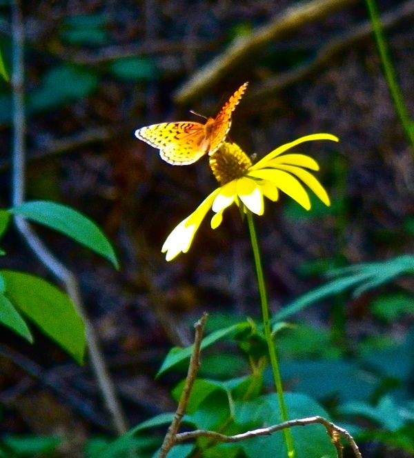 butterfly on wild flower thumbnail