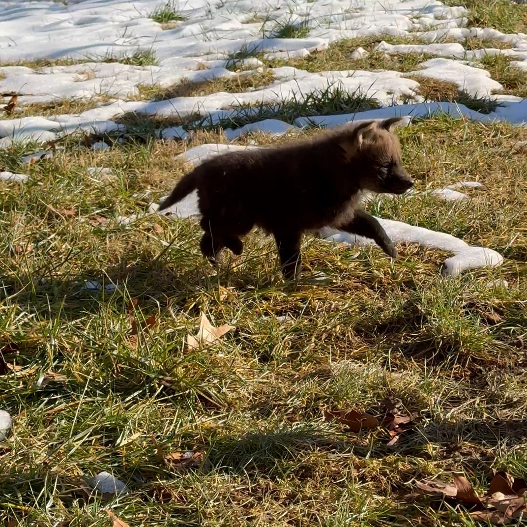 Wolf pup in a snowy field.