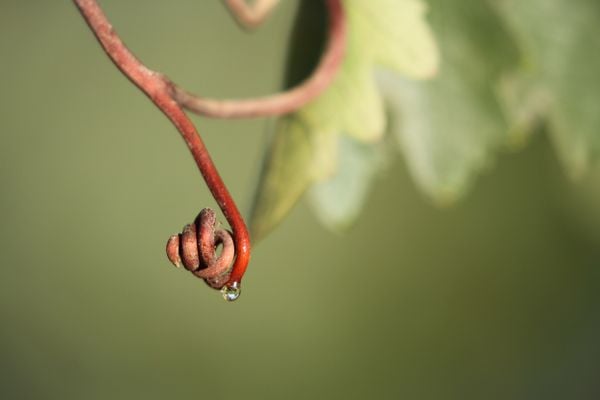 A curled vine with a drop of water attached. thumbnail