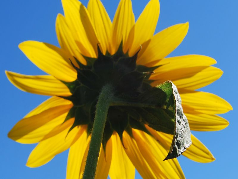 Sunflower Facing the Sun Smithsonian Photo Contest Smithsonian Magazine