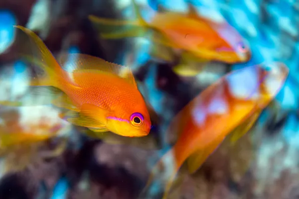 Sea Goldies thumbnail