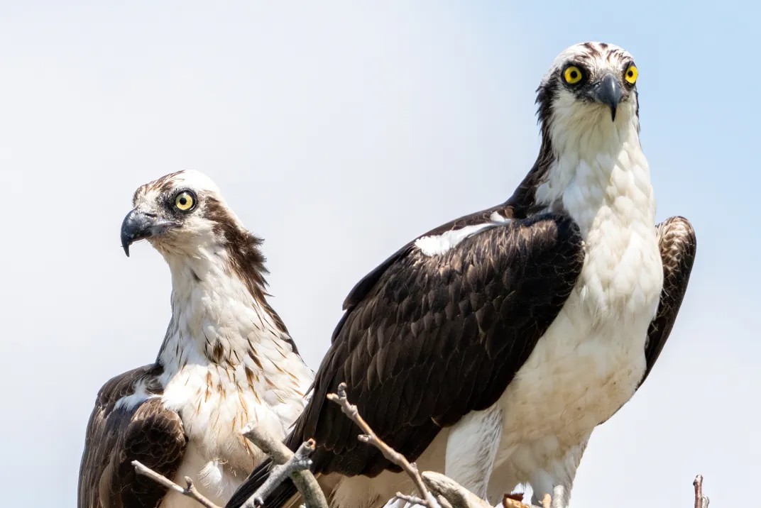 Osprey