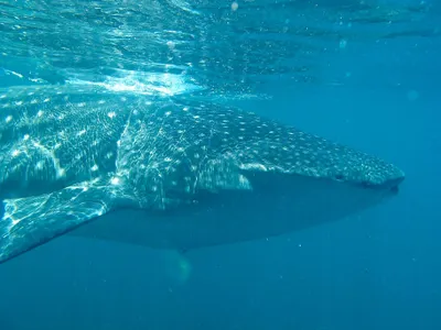Guzmán and his team were only able to pinpoint the whale shark's whereabouts when it rose to the surface to feed.