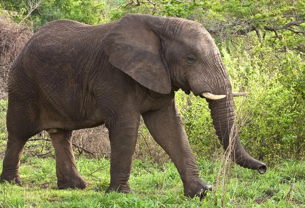 African Elephant