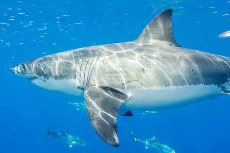 New research examining Mexican fishermen’s catches suggests the Gulf of California may be an overlooked great white shark nursery or pupping ground. 