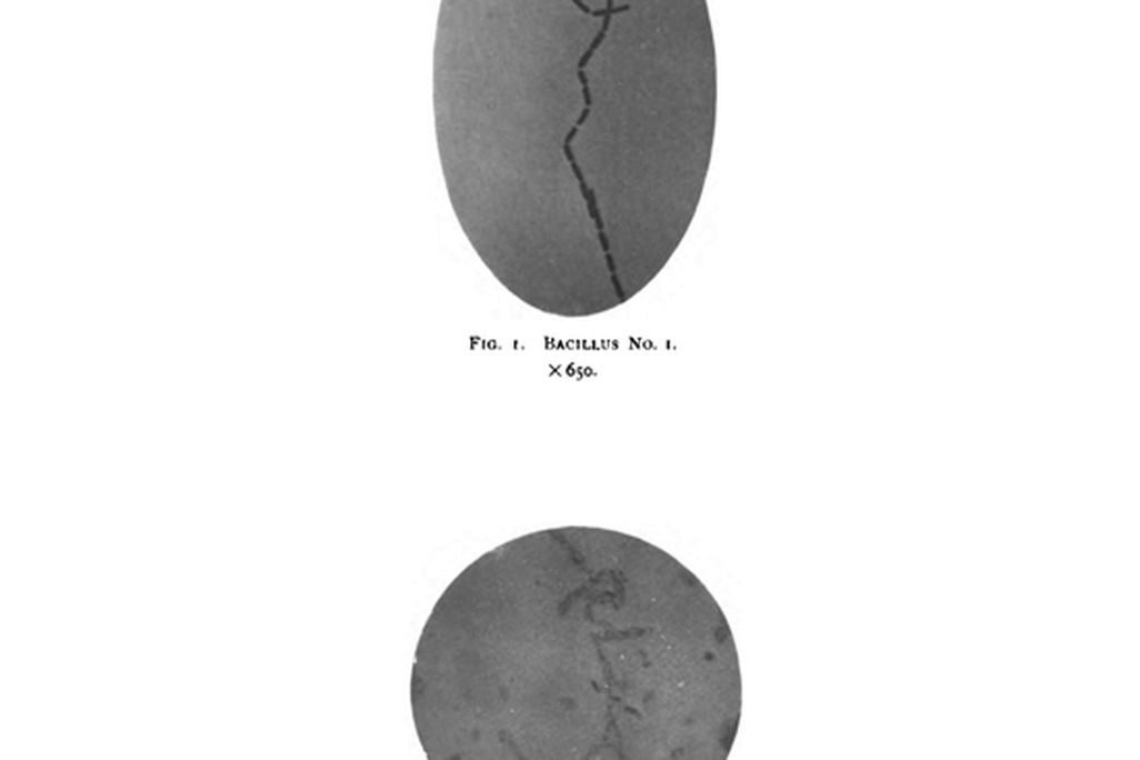 20120308114026baccillus-1896t.jpg