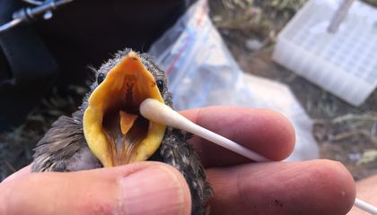 The Done-Up Bird Gets the Worm