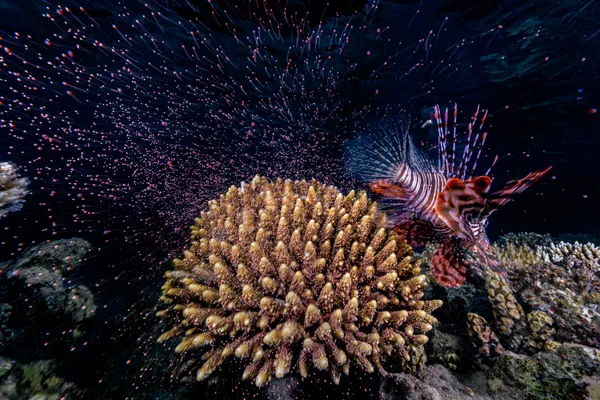 Checking out coral spawning thumbnail