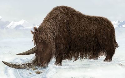 Woolly rhinos may have used their flattened horns to sweep away snow and expose edible vegetation underneath.