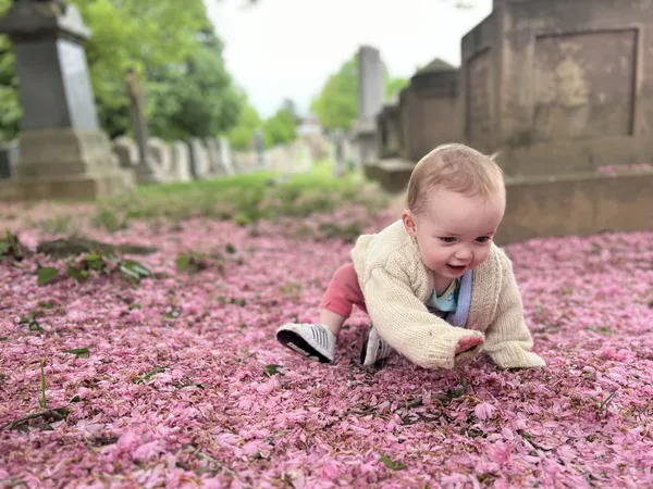 Playing in the fallen cherry blossoms at Congressional Cemetery in DC thumbnail