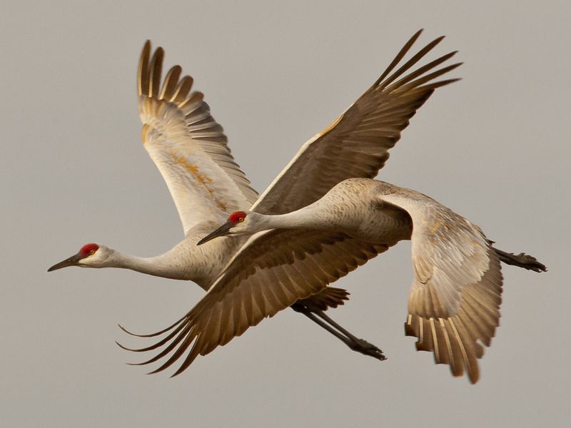 A Pair for Life! The Sandhill Cranes mate for life. The synchronous ...