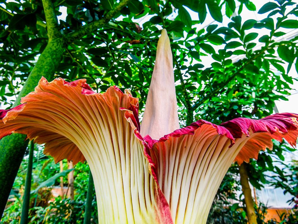 tall wrinkled flower with a tall spine in the middle of a ring of petals blooming in a greenhouse