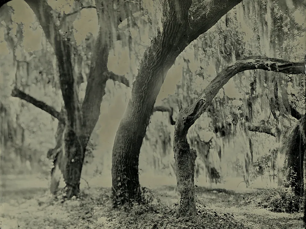 a tin type photograph of live oak trees with Spanish Moss