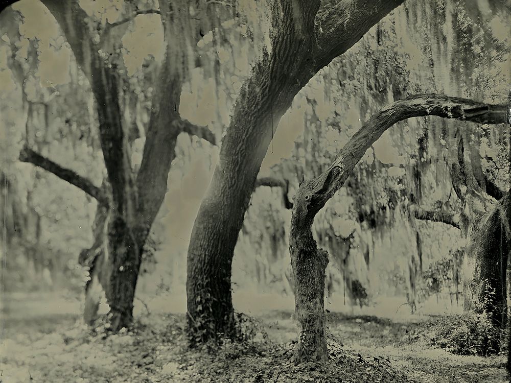 Spanish moss is iconic and popular on Lowcountry trees. But it's