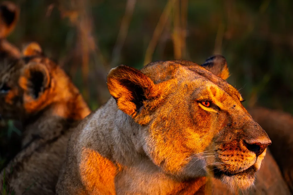 At sunrise in Kenya’s Maasai Mara, I set out to photograph the lively movements of lion cubs. The sky to the east was thick with clouds, but for a brief moment a small opening appeared. Through that narrow window, a soft beam of red-tinted light broke through and gently illuminated the mother lion resting beside her young.
