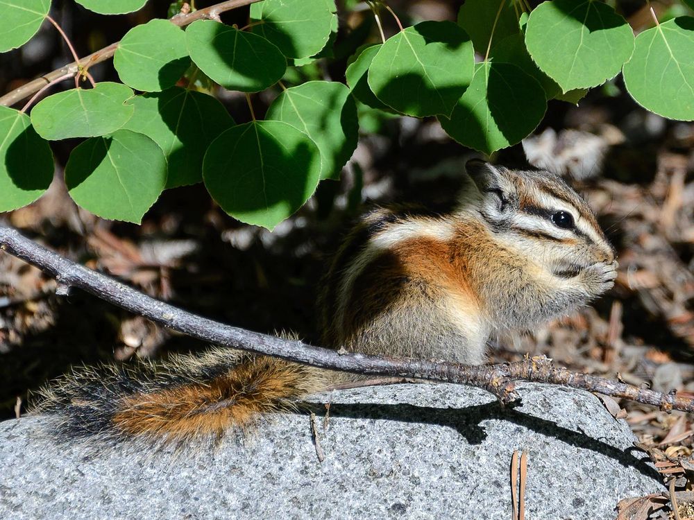 A lodgepole chipmunk sitting under a vine of leaves. 