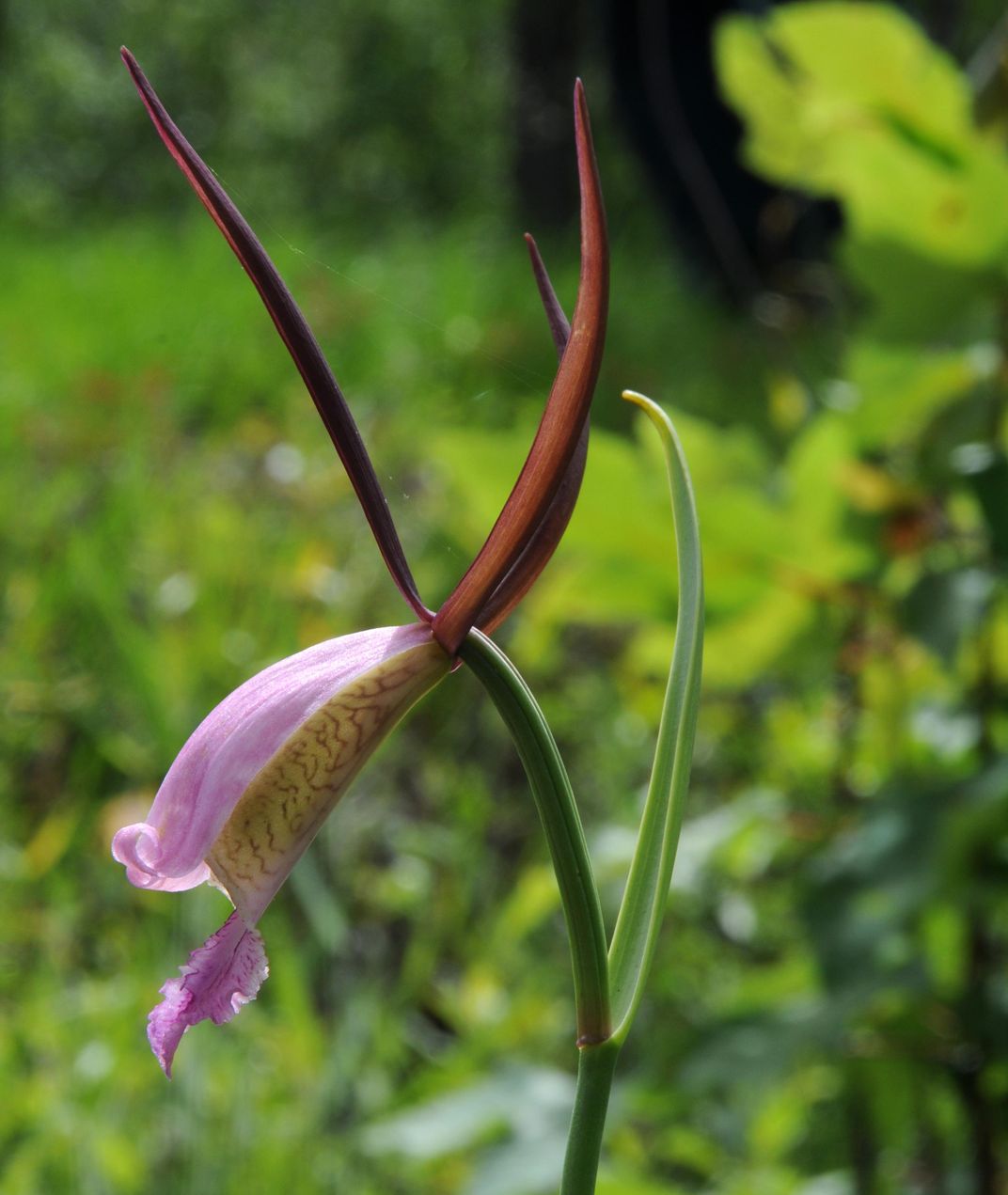 Why the Conservation of Orchids Is No Simple Matter