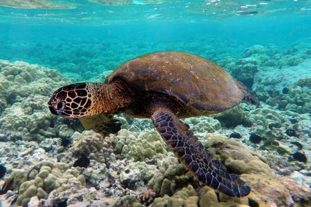 Green turtle swimming over coral reefs in Kona