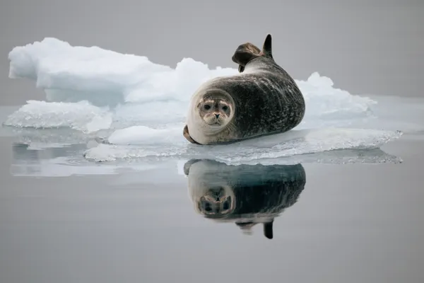 Seal reflecting thumbnail